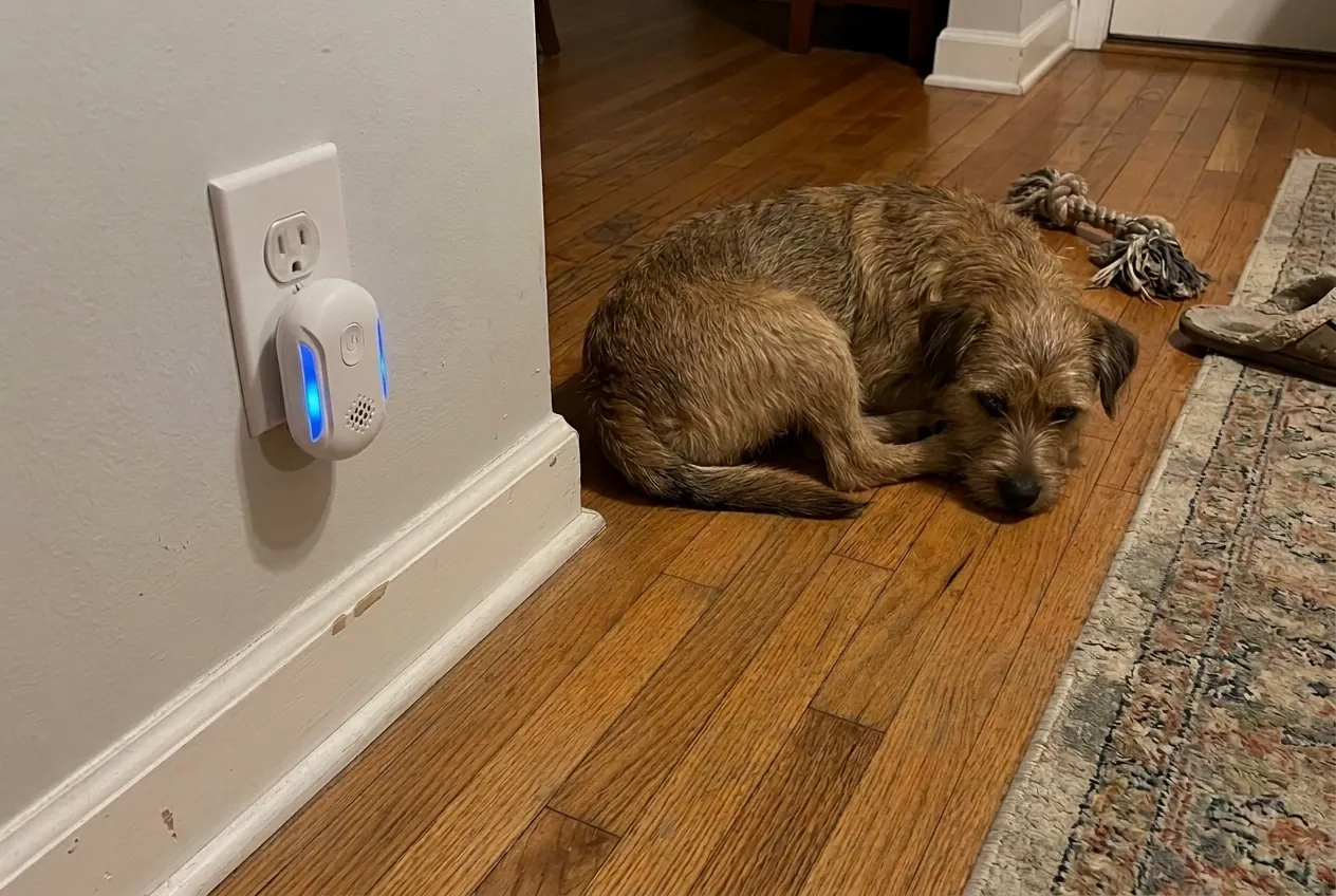 Our dog resting on the floor a few feet from the plugged-in RodentRX device