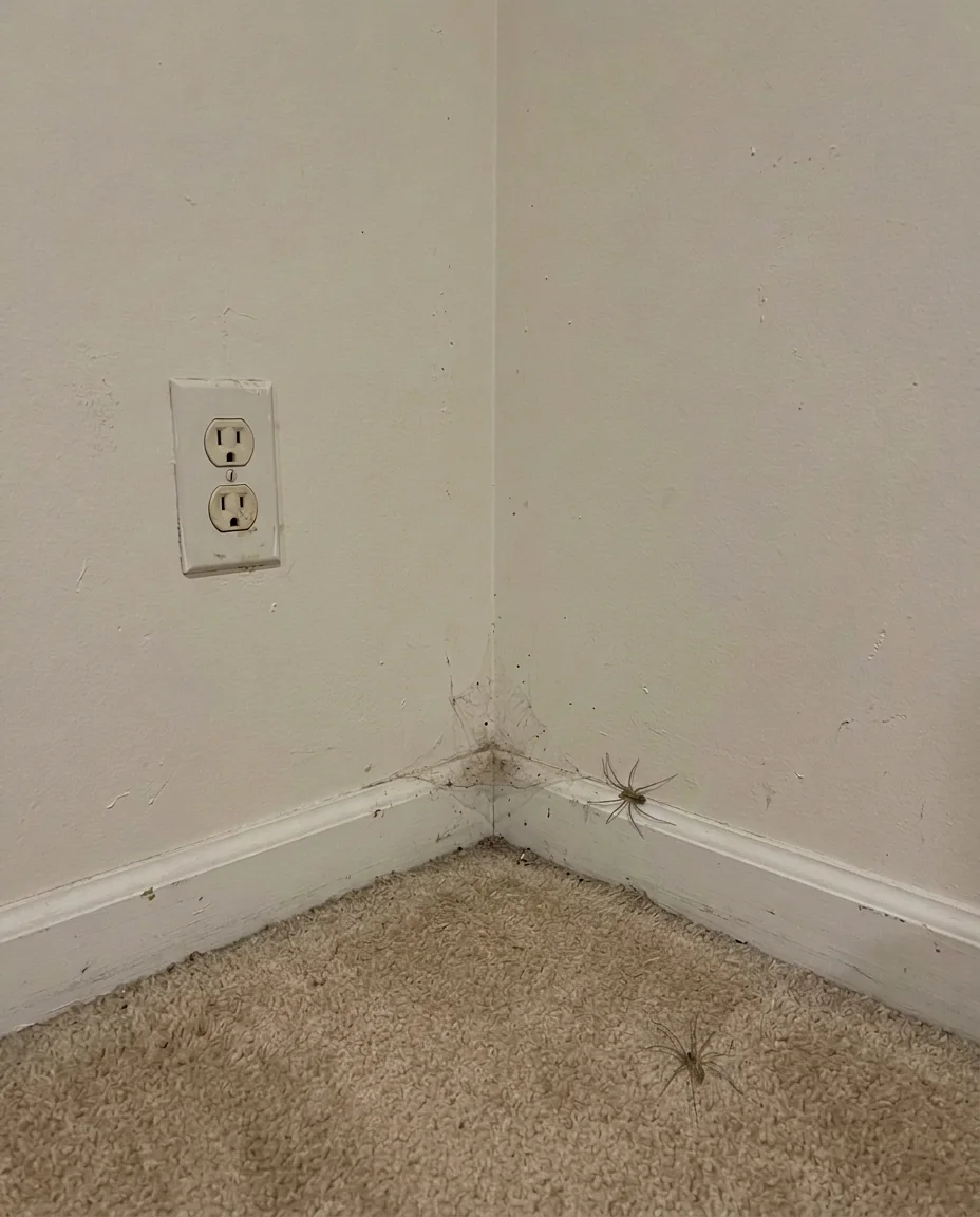 Corner of a finished basement bedroom with two small house spiders and a wisp of cobweb near the outlet